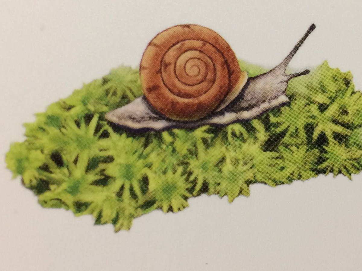 Review: The Sound of a Wild Snail Eating