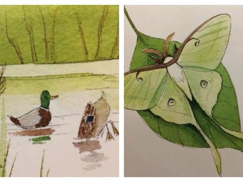 Review: Out Of School And Into Nature: The Anna Comstock Story